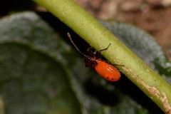 Scopiastes bicolor