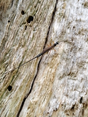 Ephialtes manifestator