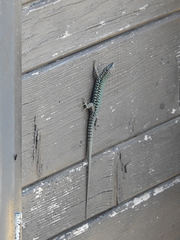 Podarcis muralis