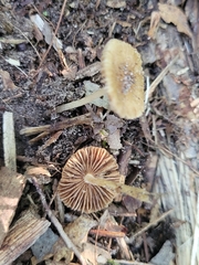 Inocybe margaritispora