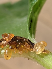 Eichlinia cucurbitae