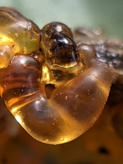 Eichlinia cucurbitae