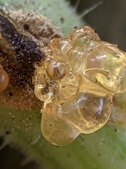 Eichlinia cucurbitae