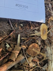 Inocybe margaritispora