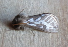 Gorgopis cochlias