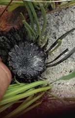 Protea scabra