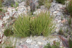 Protea scabra