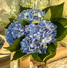 Hydrangea