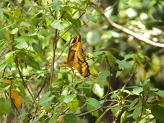 Heraclides aristodemus