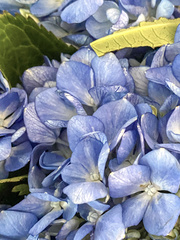 Hydrangea