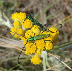 Hypocrites claviger claviger