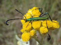 Hypocrites claviger claviger