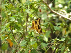 Heraclides aristodemus