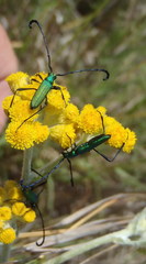 Hypocrites claviger claviger