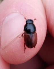 Aphodius fimetarius