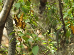 Heraclides aristodemus