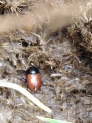 Aphodius fimetarius