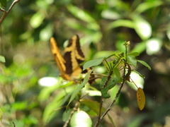 Heraclides aristodemus