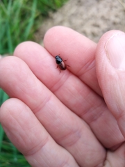 Aphodius fimetarius