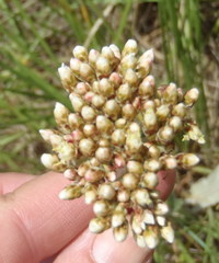 Helichrysum appendiculatum