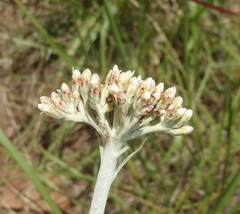 Helichrysum appendiculatum