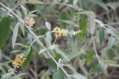 Buddleja madagascariensis