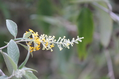 Buddleja madagascariensis