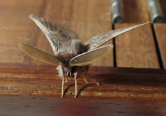 Phyllalia patens