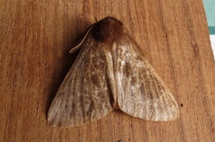 Phyllalia patens