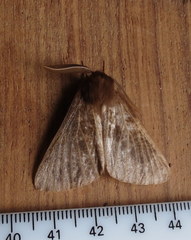 Phyllalia patens
