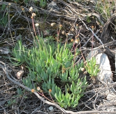 Curio crassulifolius
