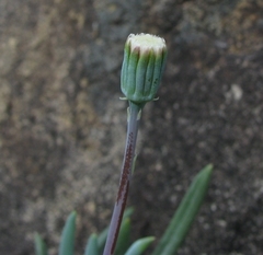 Curio crassulifolius