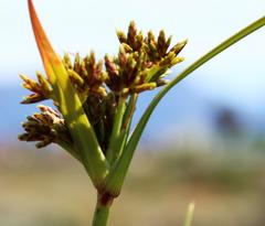 Cyperus sphaerospermus