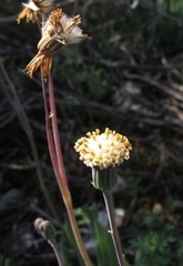 Curio crassulifolius