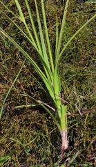 Cyperus sphaerospermus