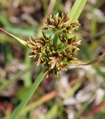 Cyperus sphaerospermus