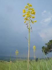 Eulophia odontoglossa