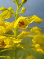 Eulophia odontoglossa