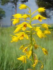 Eulophia odontoglossa