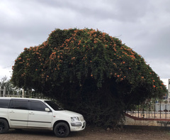 Pyrostegia