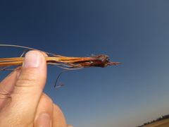 Bulbostylis oritrephes