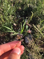 Bouteloua chondrosioides