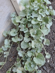 Dichondra argentea