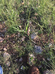Bouteloua chondrosioides