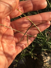 Bouteloua chondrosioides