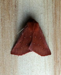 Drepanogynis cnephaeogramma