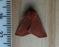 Drepanogynis cnephaeogramma