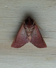 Drepanogynis cnephaeogramma