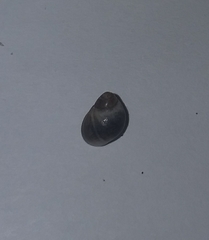 Melarhaphe neritoides
