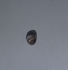 Melarhaphe neritoides